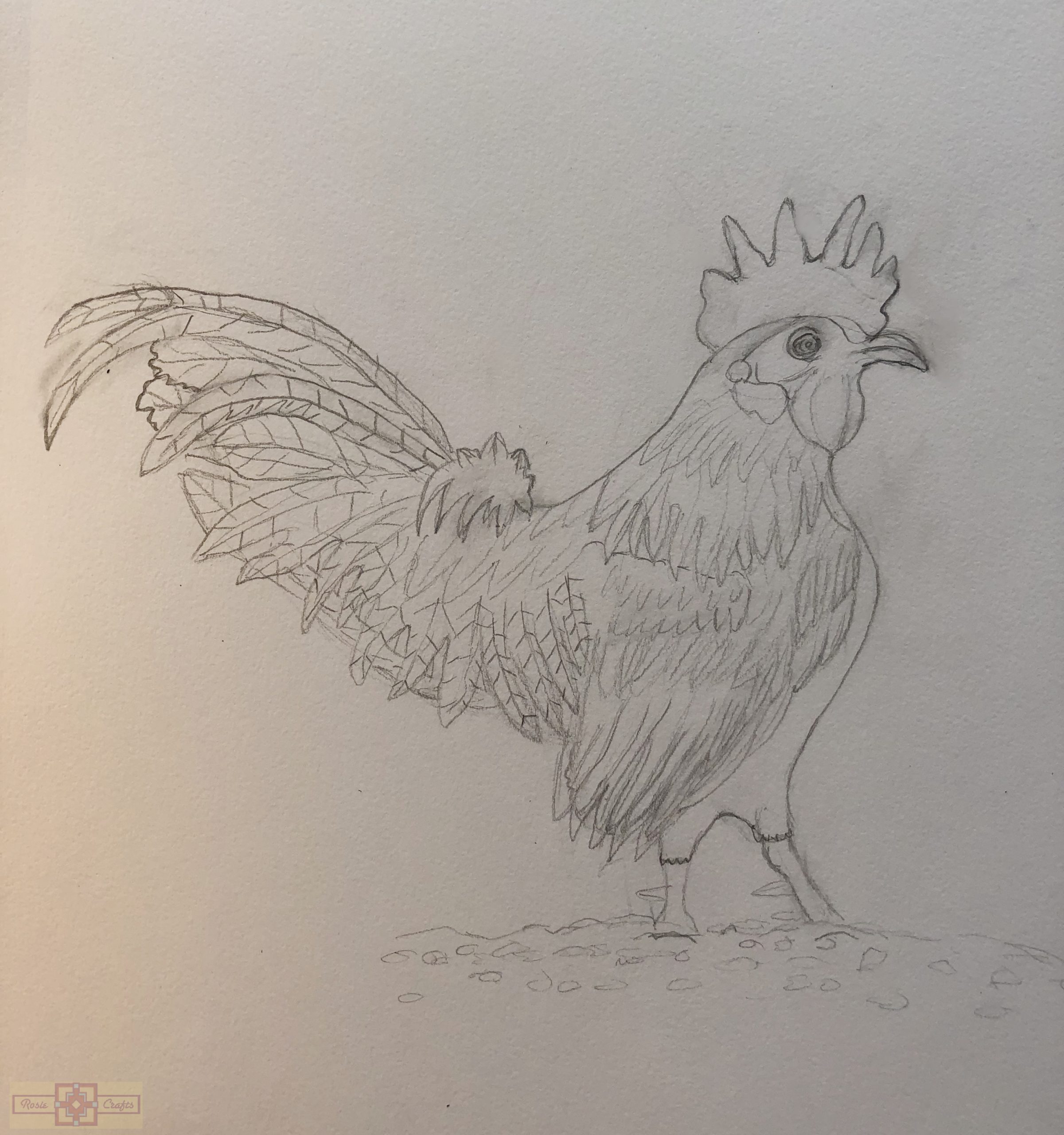 Rosie Crafts Rooster Drawing