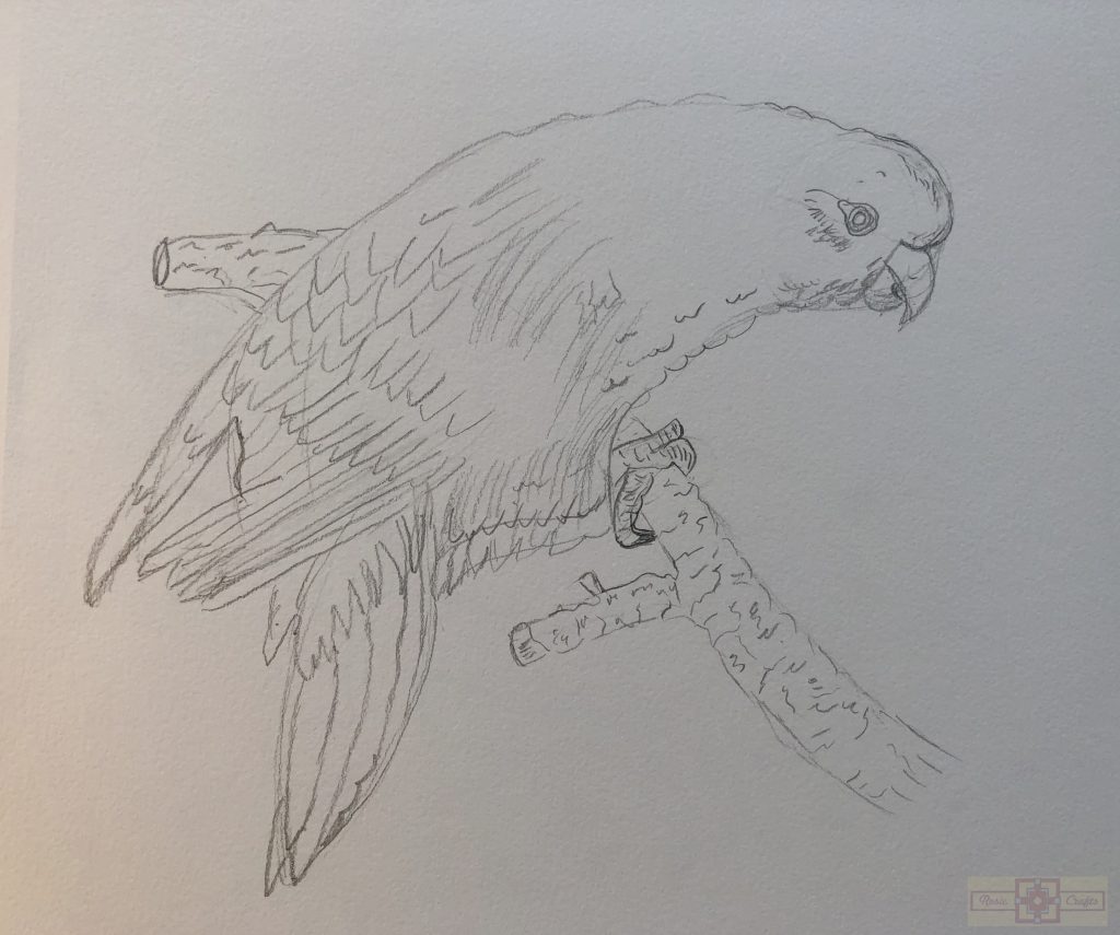 Rosie Crafts Lory Drawing