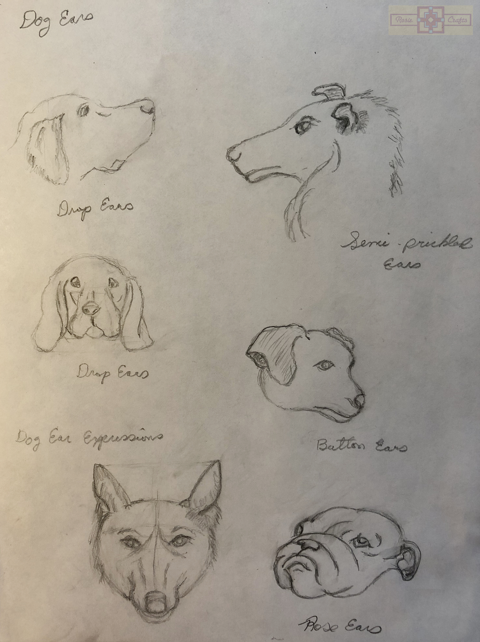 Rosie Crafts Dog Ears Drawing