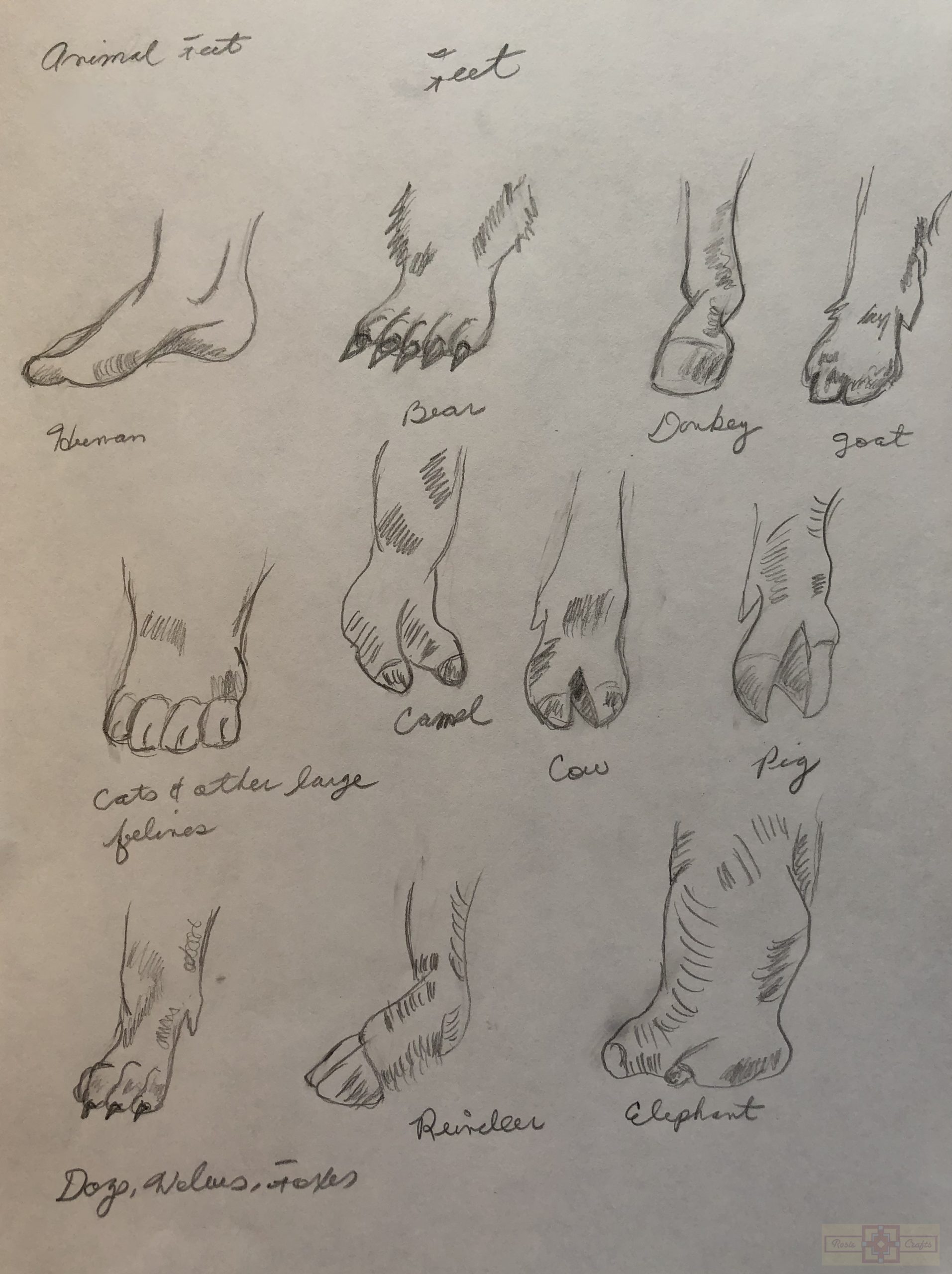 Rosie Crafts Animal Feet Drawings