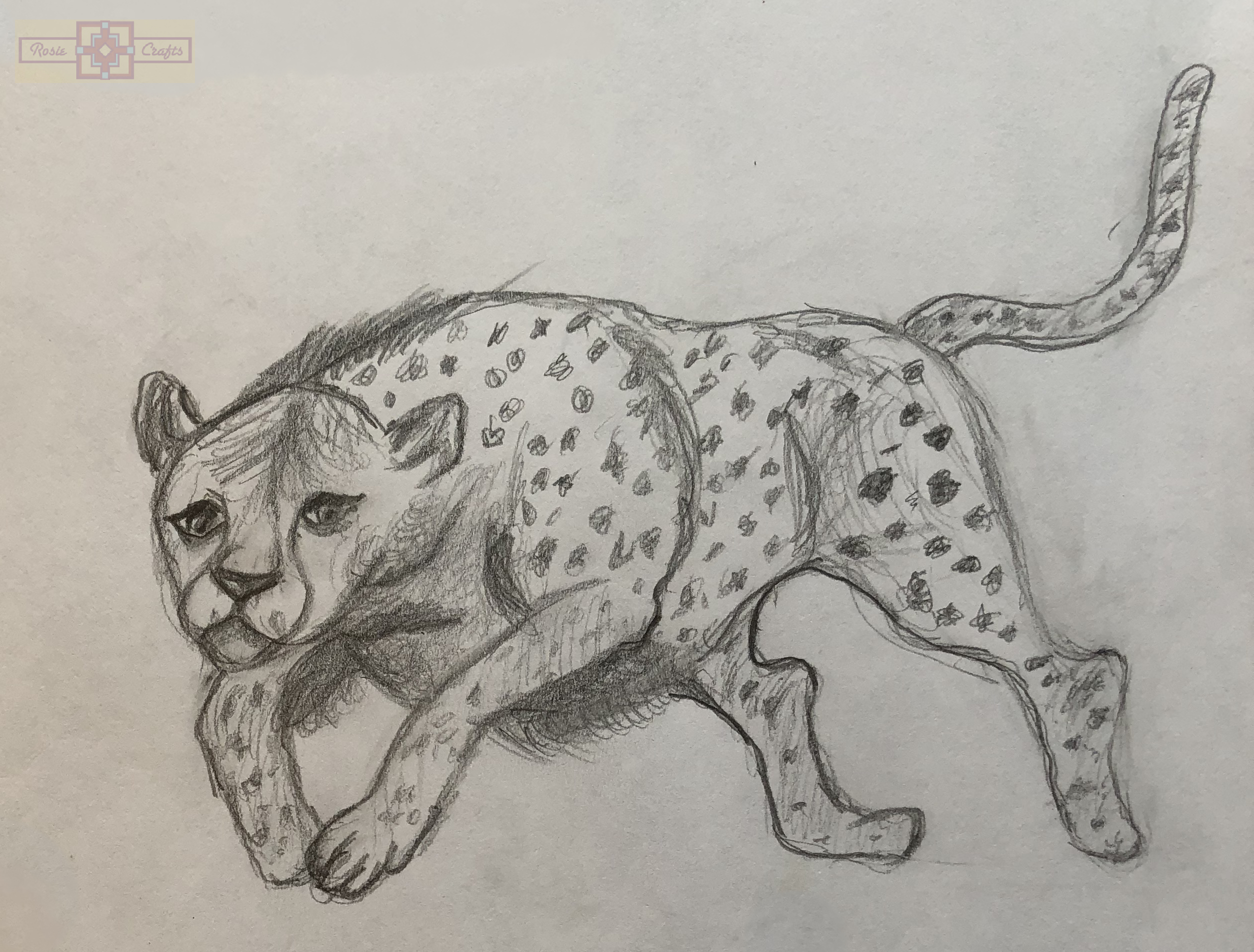 Rosie Crafts Cheetah Drawing