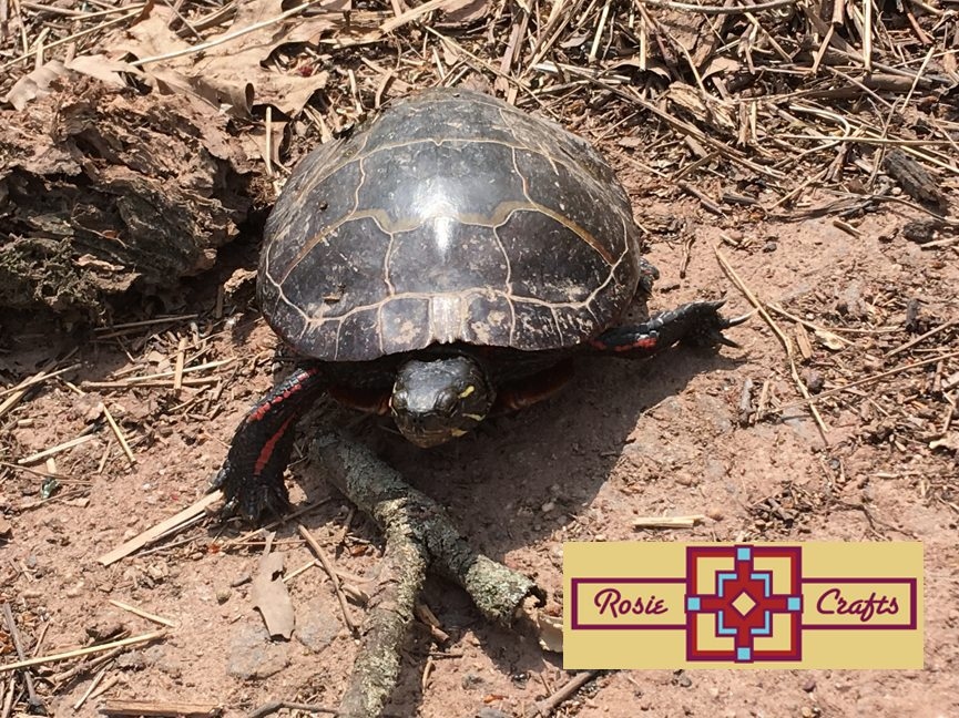 Rosie Crafts Eastern Painted Turtle Photography