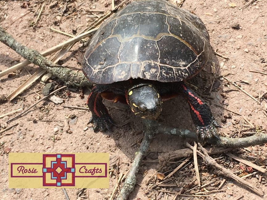Rosie Crafts Eastern Painted Turtle Photography
