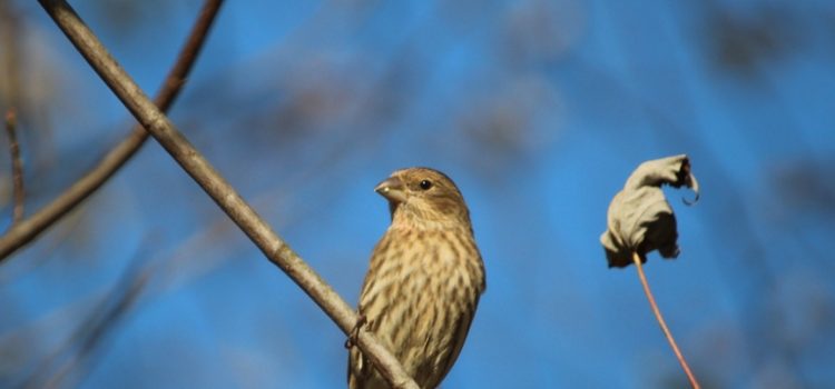 Rosie Crafts Female Gray House Finch Photography