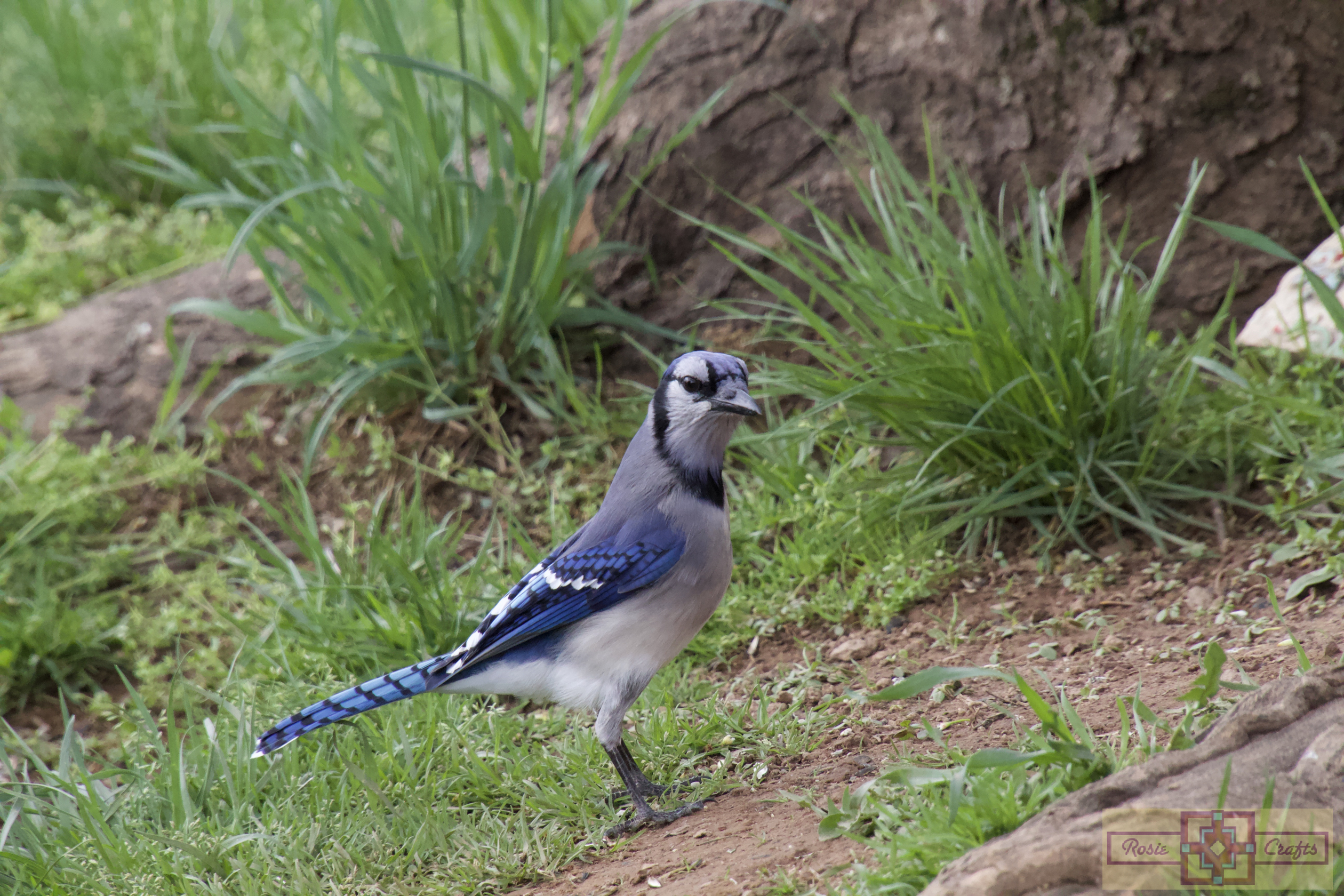 Rosie Crafts Blue Jay Photography 2023