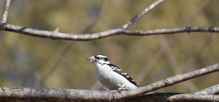 Rosie Crafts Downy Woodpecker Photography