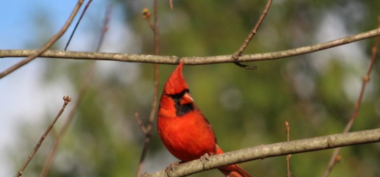 Rosie Crafts Male Cardinal Bird Photography