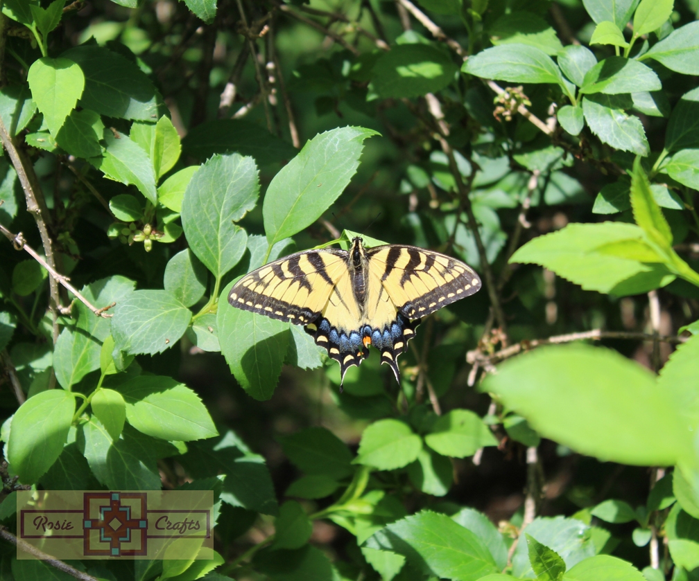 Rosie Crafts Eastern Tiger Swallowtail Photography