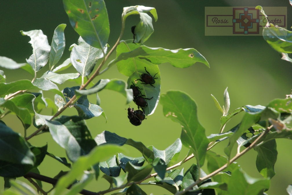Rosie Crafts Beetles On Leaf Photography