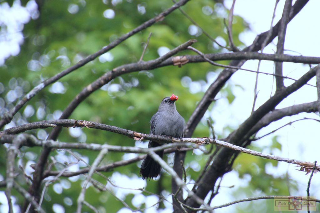 Rosie Crafts Gray Catbird Eating Berry Photography