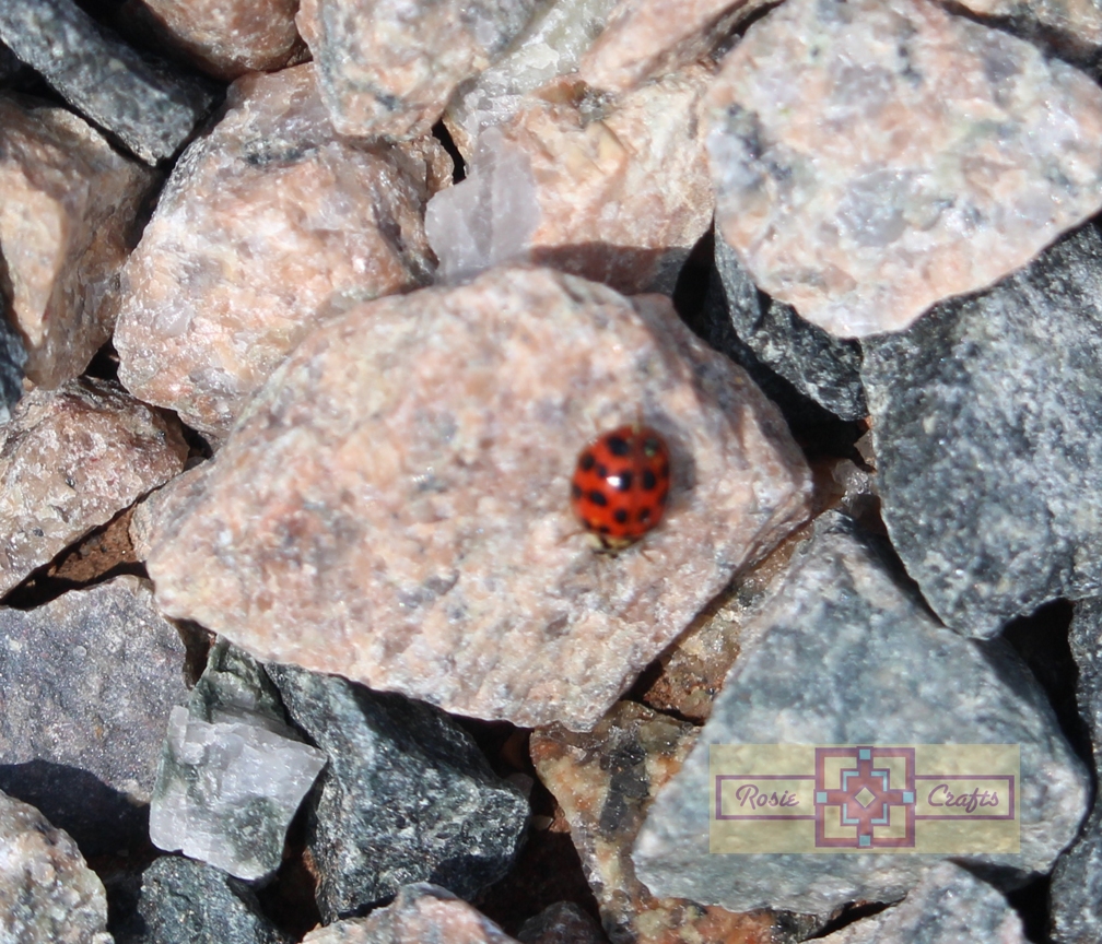 Rosie Crafts Lady Bug Photography