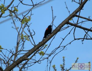 Rosie Crafts Male Red Winged Black Bird Photography