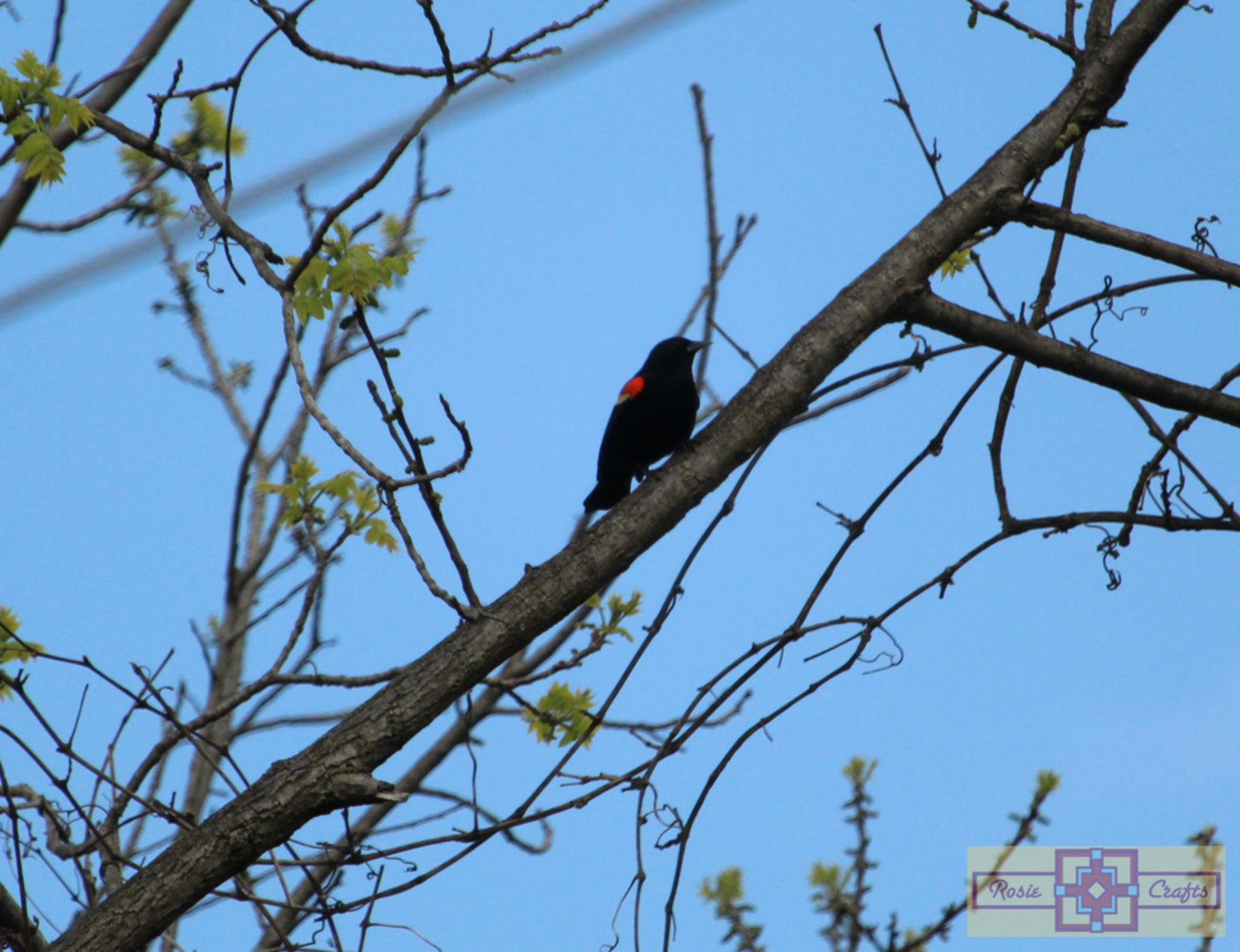 Rosie Crafts Male Red Winged Black Bird Photography