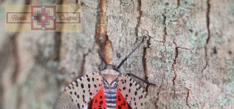 Rosie Crafts Spotted Lanternfly (Front) Photography
