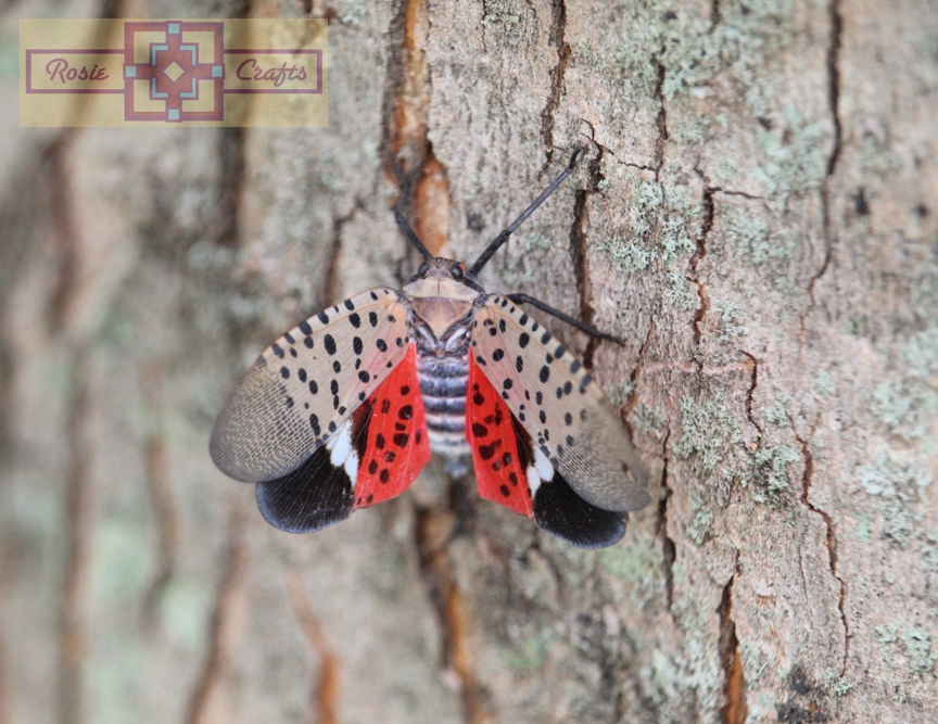 Rosie Crafts Spotted Lantern Fly Photography