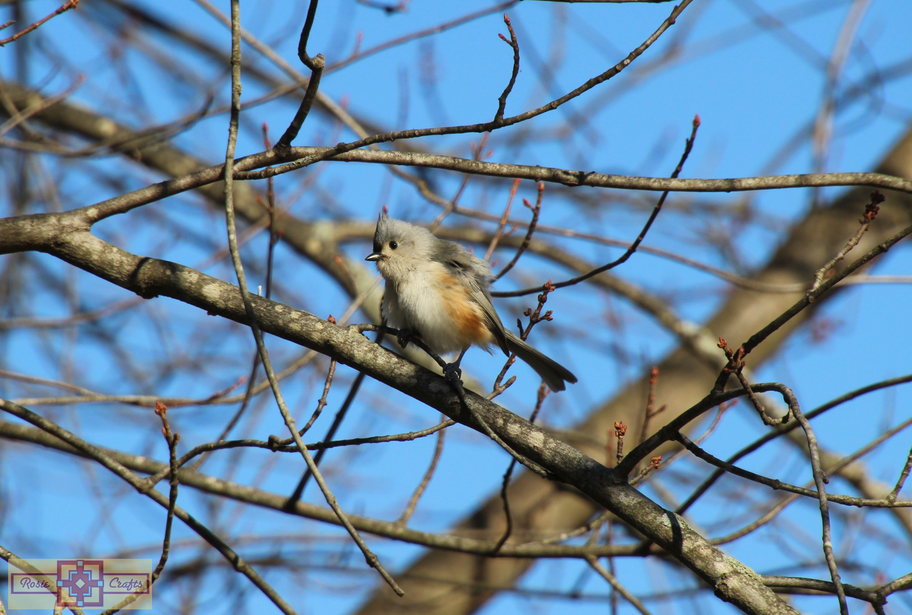 Rosie Crafts Tufted Titmouse Photography
