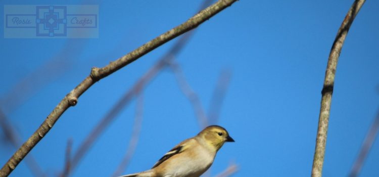 Rosie Crafts Female Yellow Goldfinch Bird Perching in Tree Photography