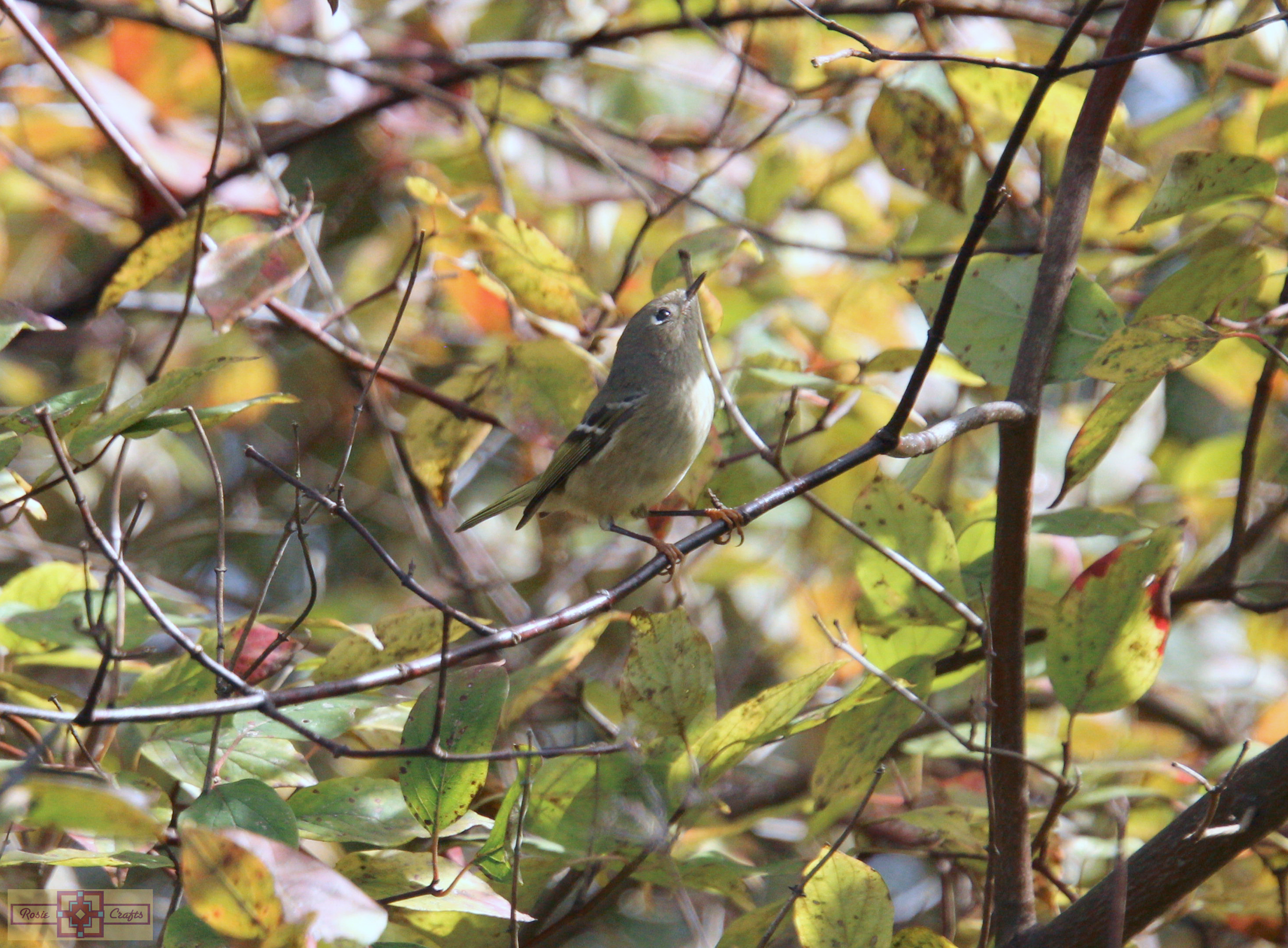 Rosie Crafts Ruby Crowned Kinglet Bird Photography
