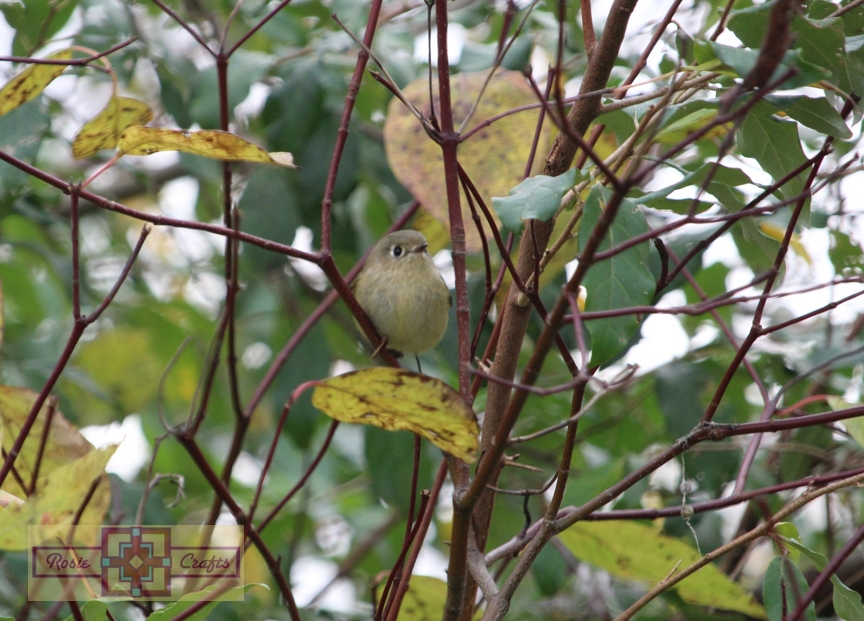 Rosie Crafts Ruby Crowned Kinglet Bird Photography