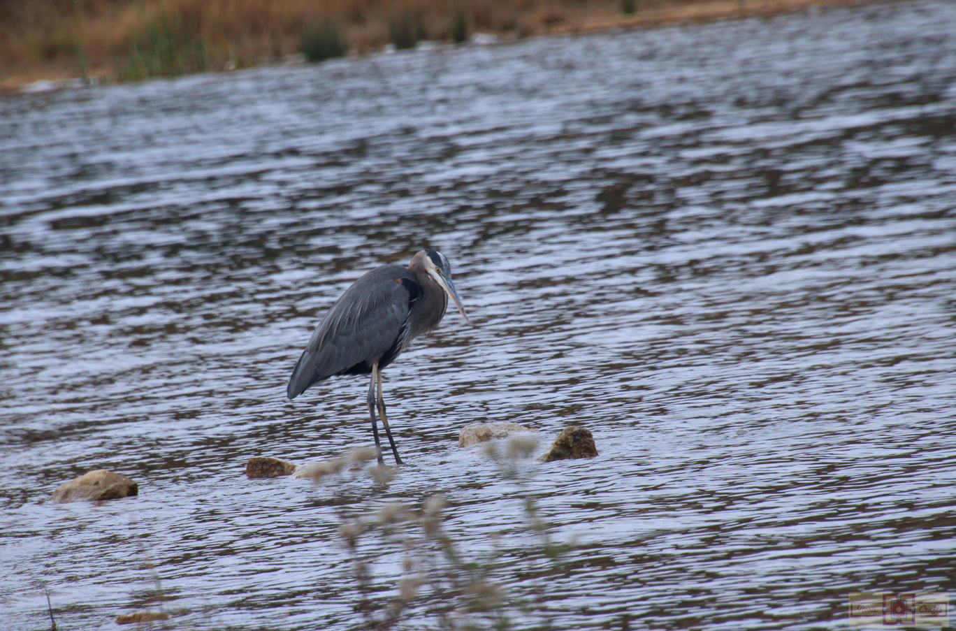 Rosie Crafts Great Blue Heron Photography