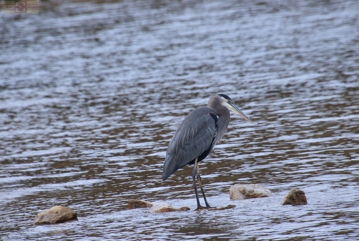 Rosie Crafts Great Blue Heron Photography
