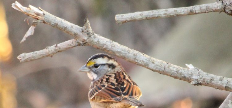 Rosie Crafts White Throated Sparrow Photography