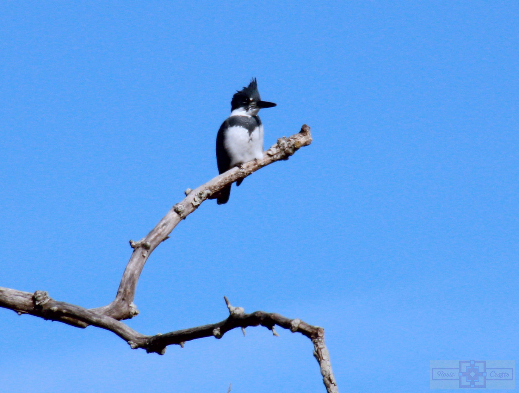 Rosie Crafts Male Belted Kingfisher Bird Photography