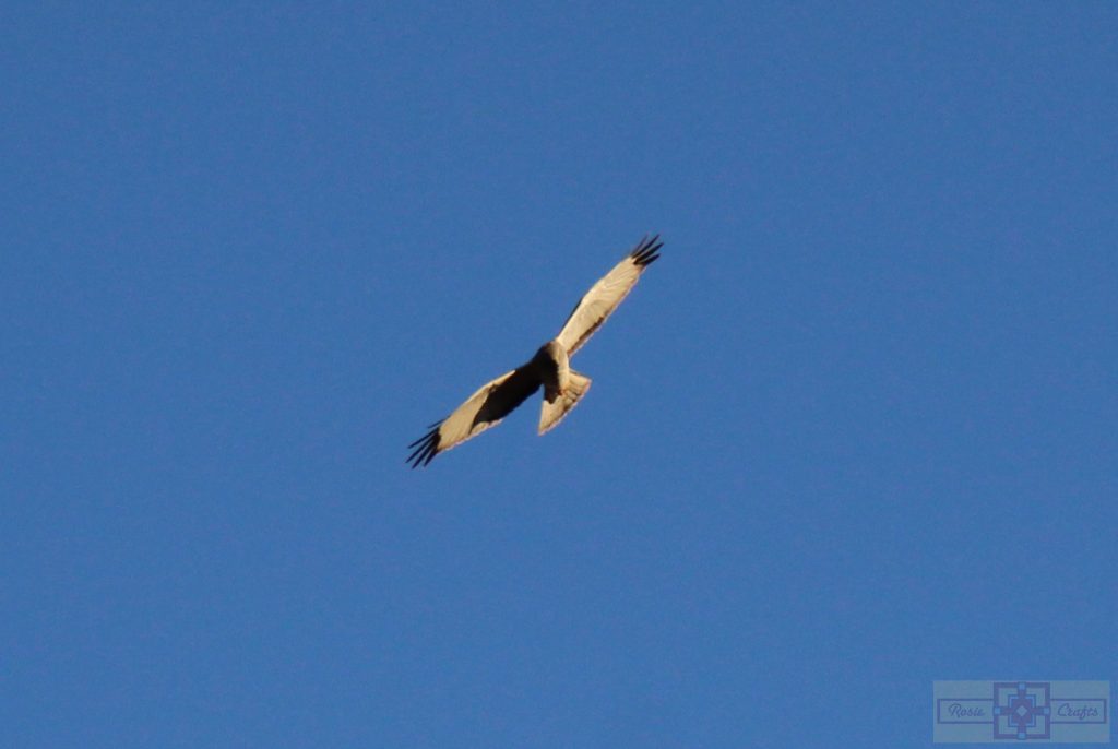 Rosie Crafts Northern Male Harrier Hawk Photography