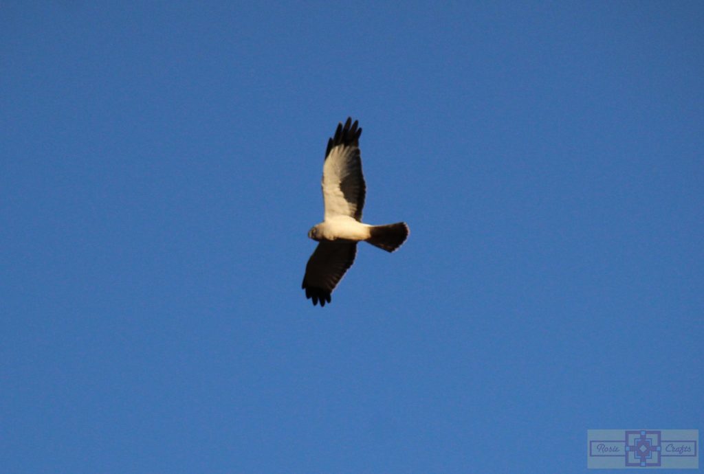 Rosie Crafts Northern Male Harrier Hawk Photography