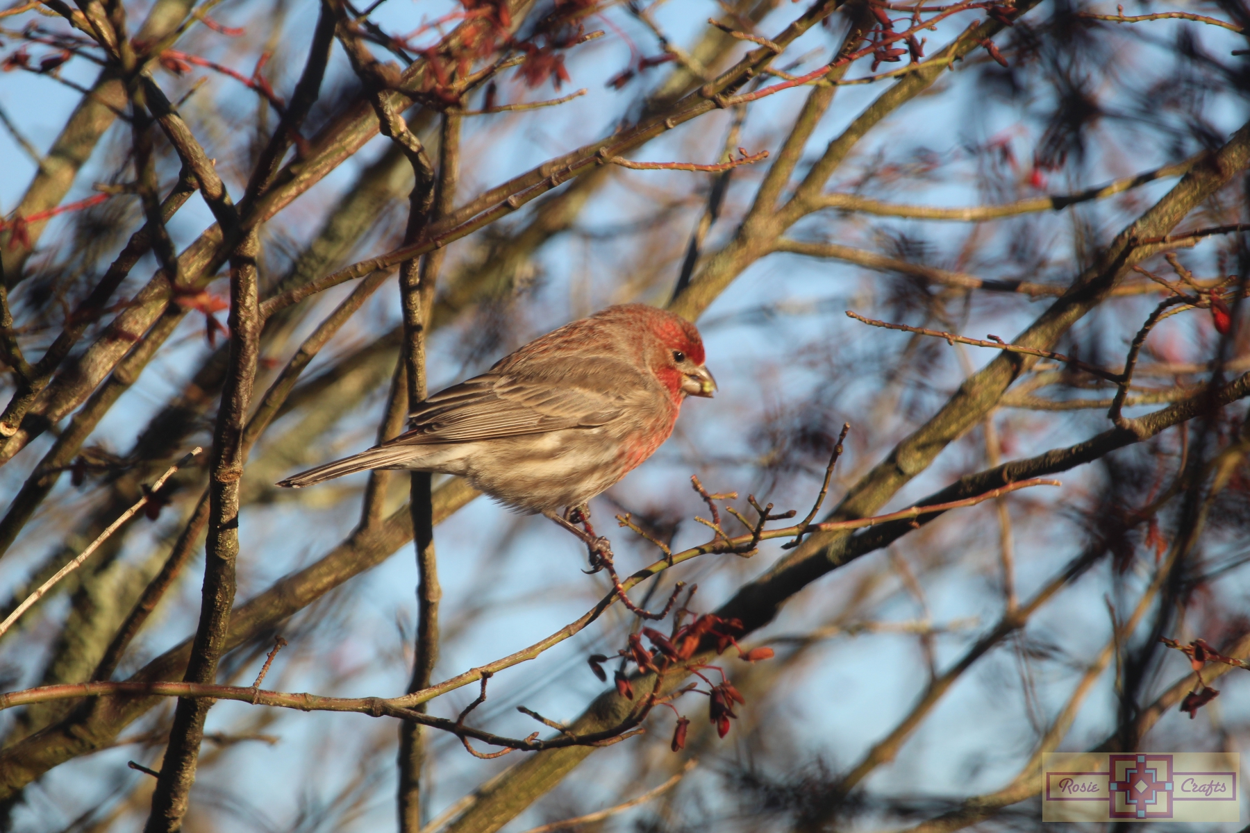 Rosie Crafts Red Male House Finch Photography