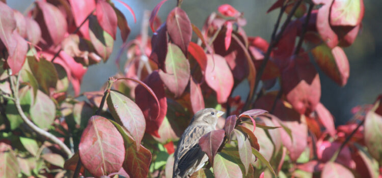 Rosie Crafts Female House Sparrow Bird Photography