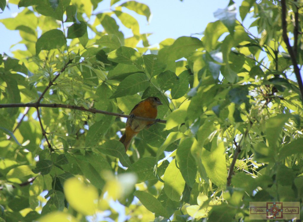 Rosie Crafts Female Baltimore Oriole Bird Photography