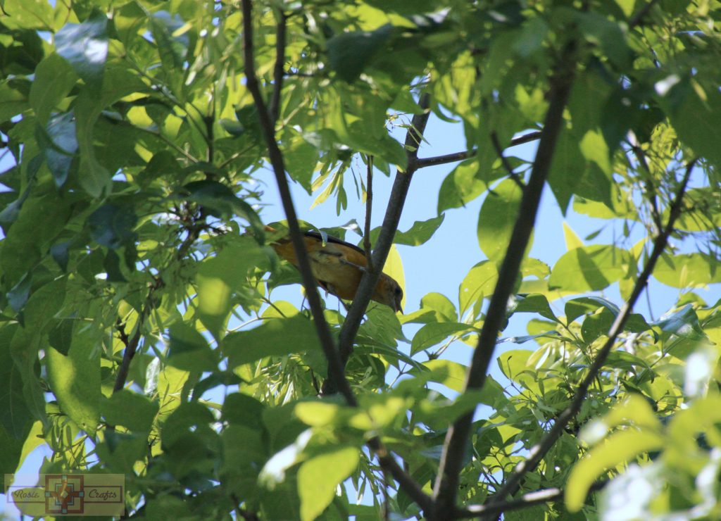 Rosie Crafts Female Baltimore Oriole Bird Photography