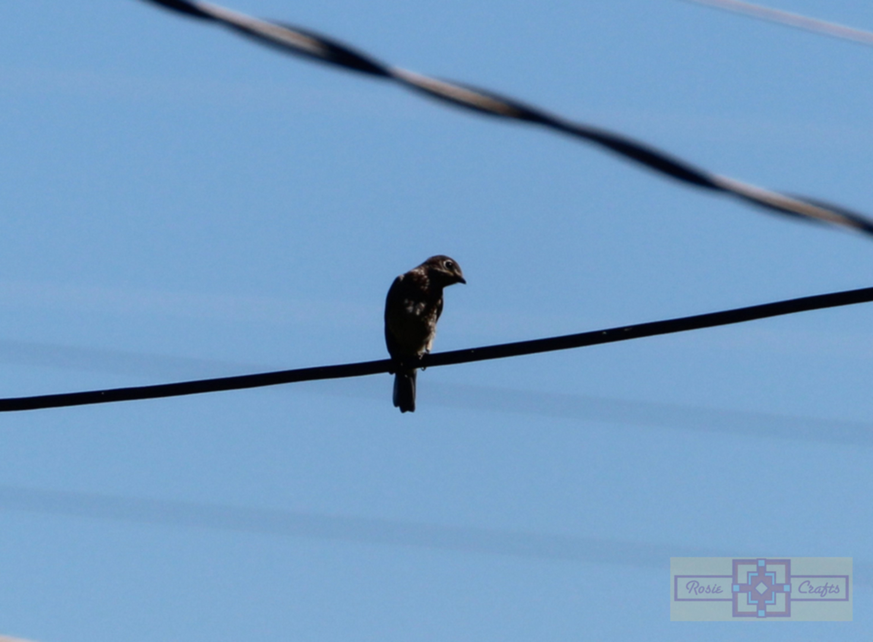 Rosie Crafts Purple Martin Bird Photography