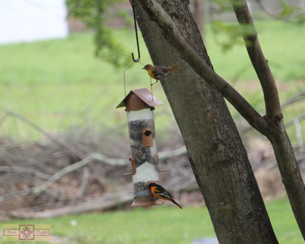 Rosie Crafts Male & Female Baltimore Oriole Bird Photography