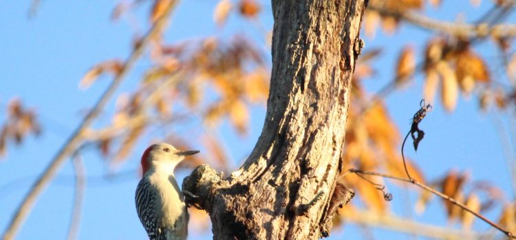 Rosie Crafts Female Red Bellied Woodpecker Photography