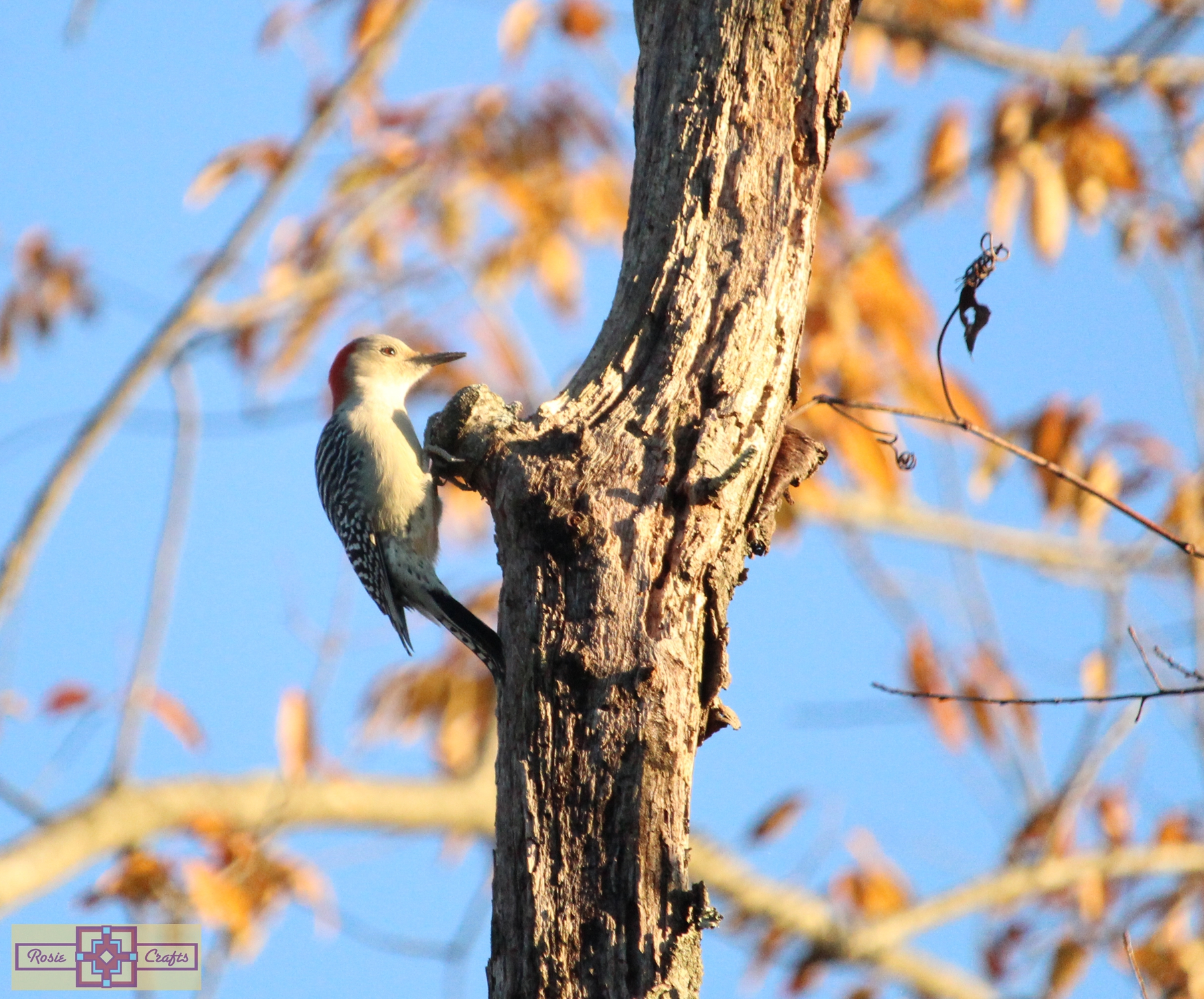 Rosie Crafts Daisy the Female Red Bellied Woodpecker Photography