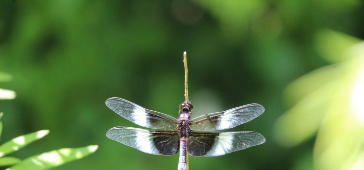 Rosie Crafts Dragonfly Photography