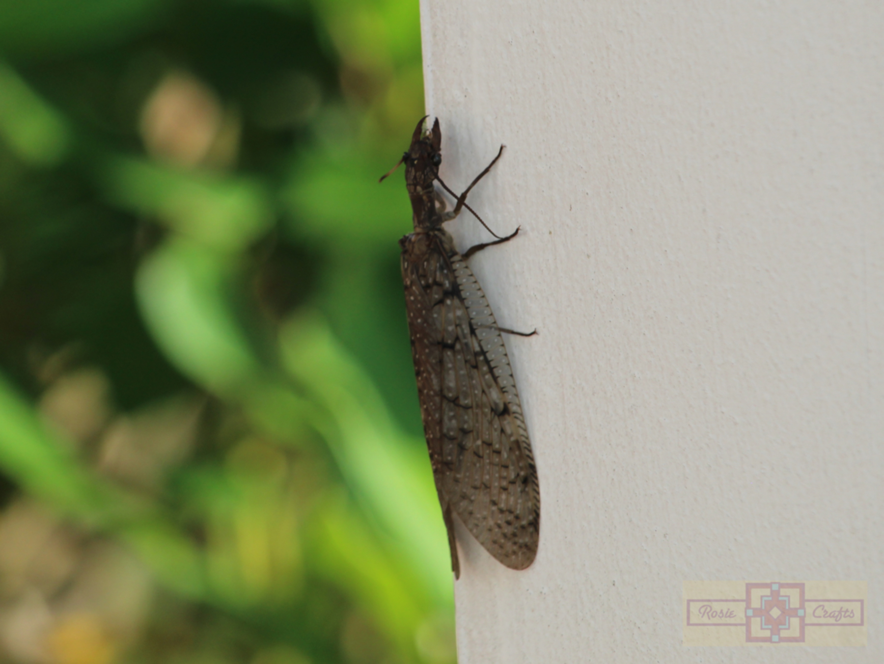 Rosie Crafts Dobsonfly Insect Photography