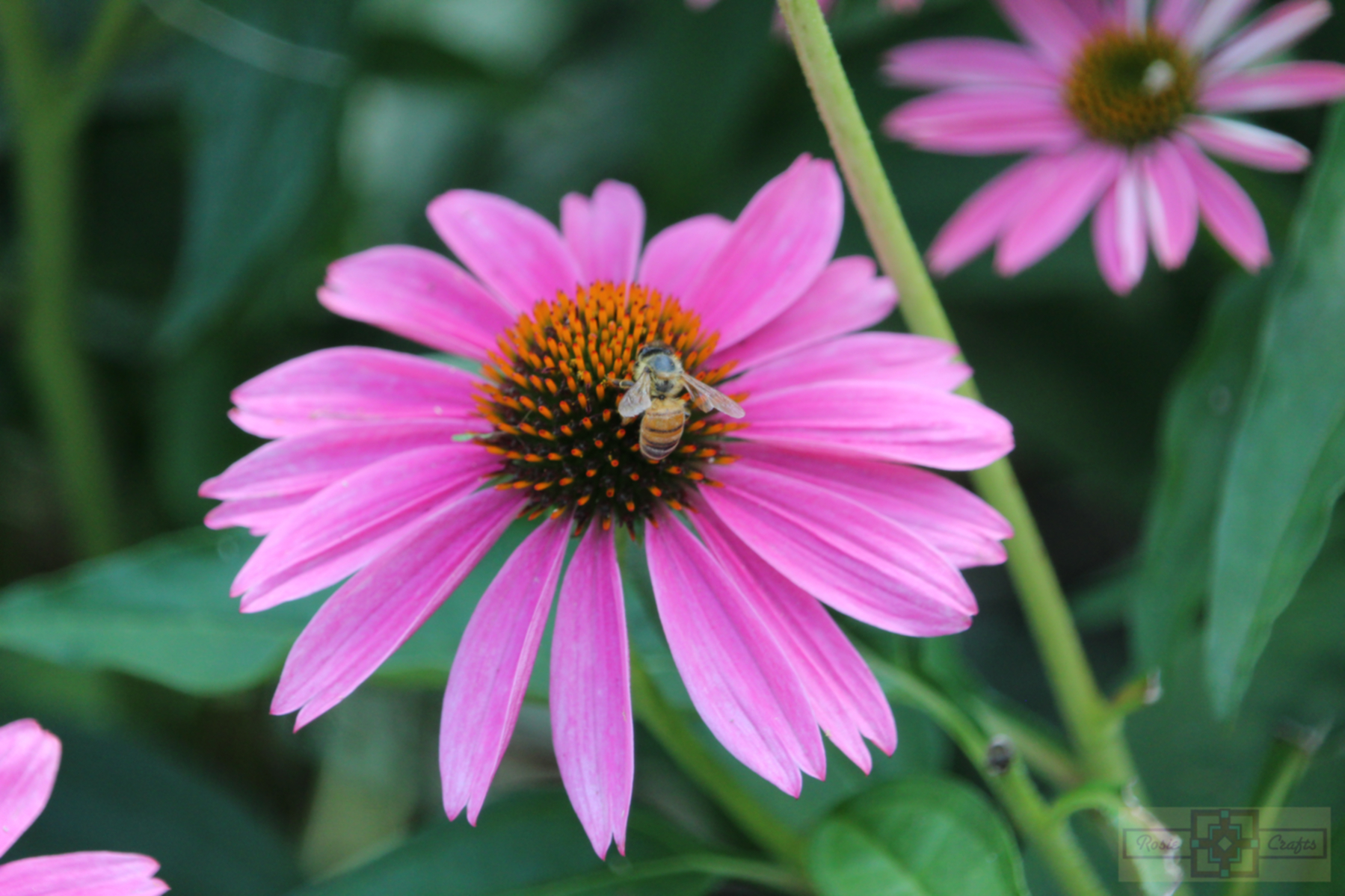 Rosie Crafts Bee Pollinating Flower Photography