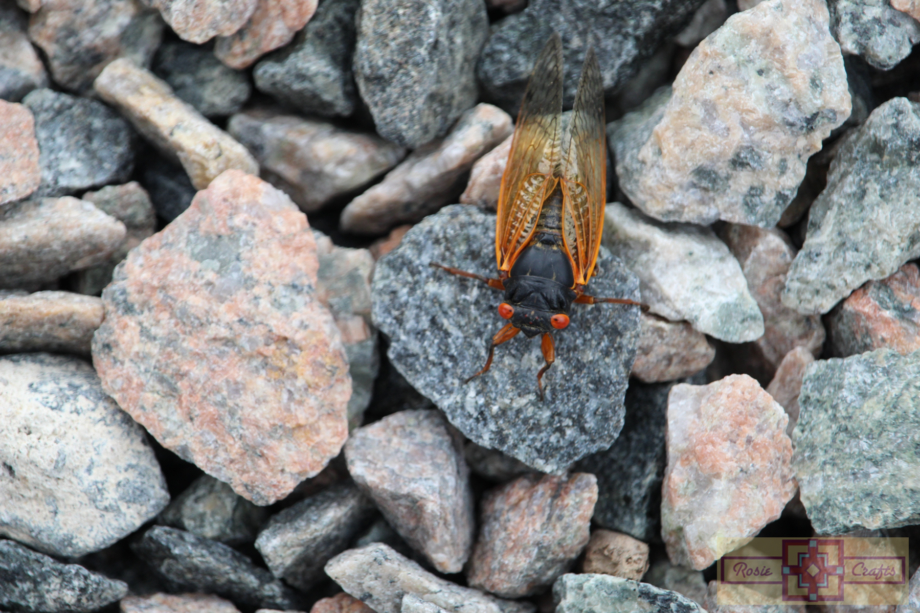 Rosie Crafts Cicada Insect Photography