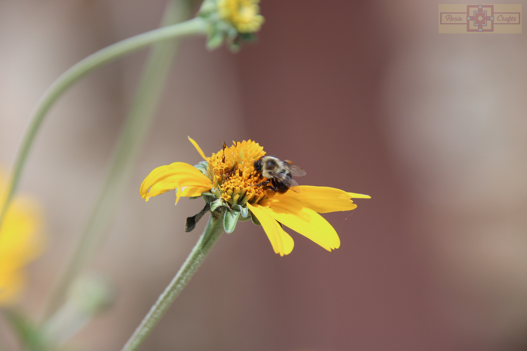 Rosie Crafts Bee Pollinating Flower Photography