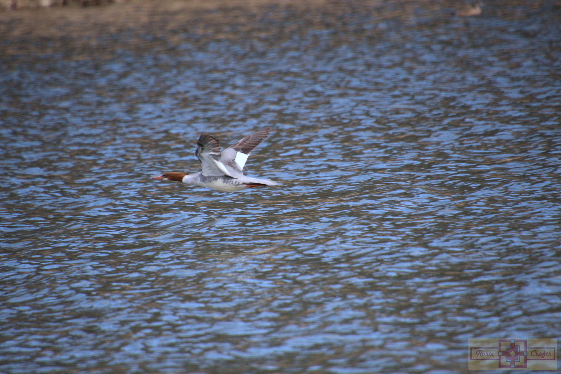 Rosie Crafts Female Common Merganser Duck Photography