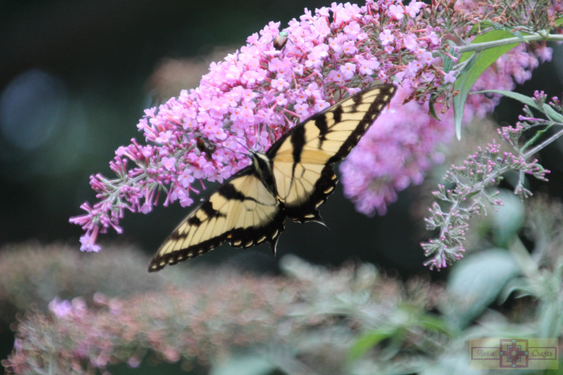 Rosie Crafts Eastern Tiger Swallowtail Photography