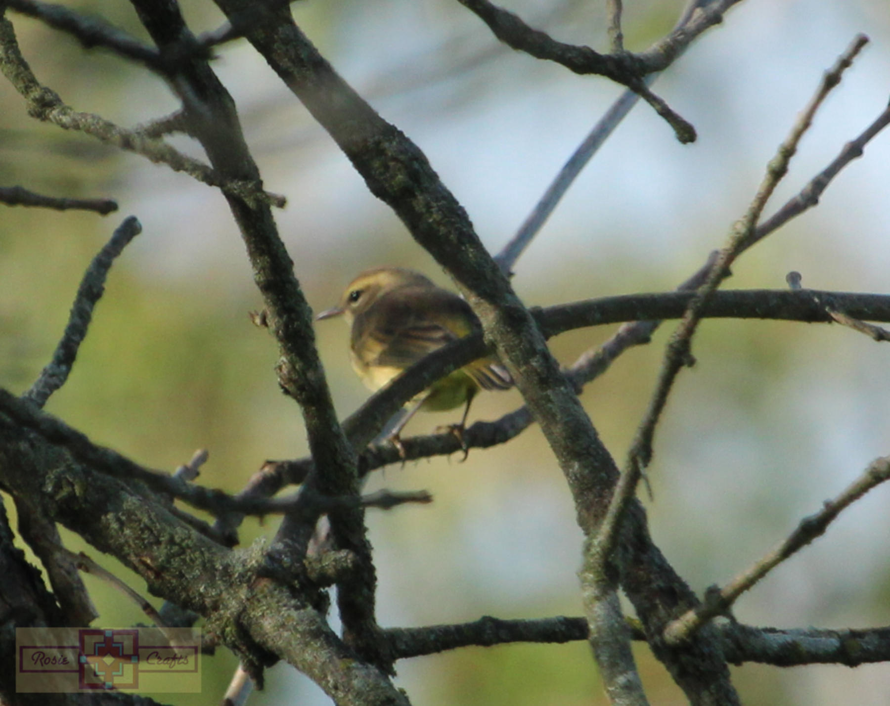 Rosie Crafts Palm Warbler Photography