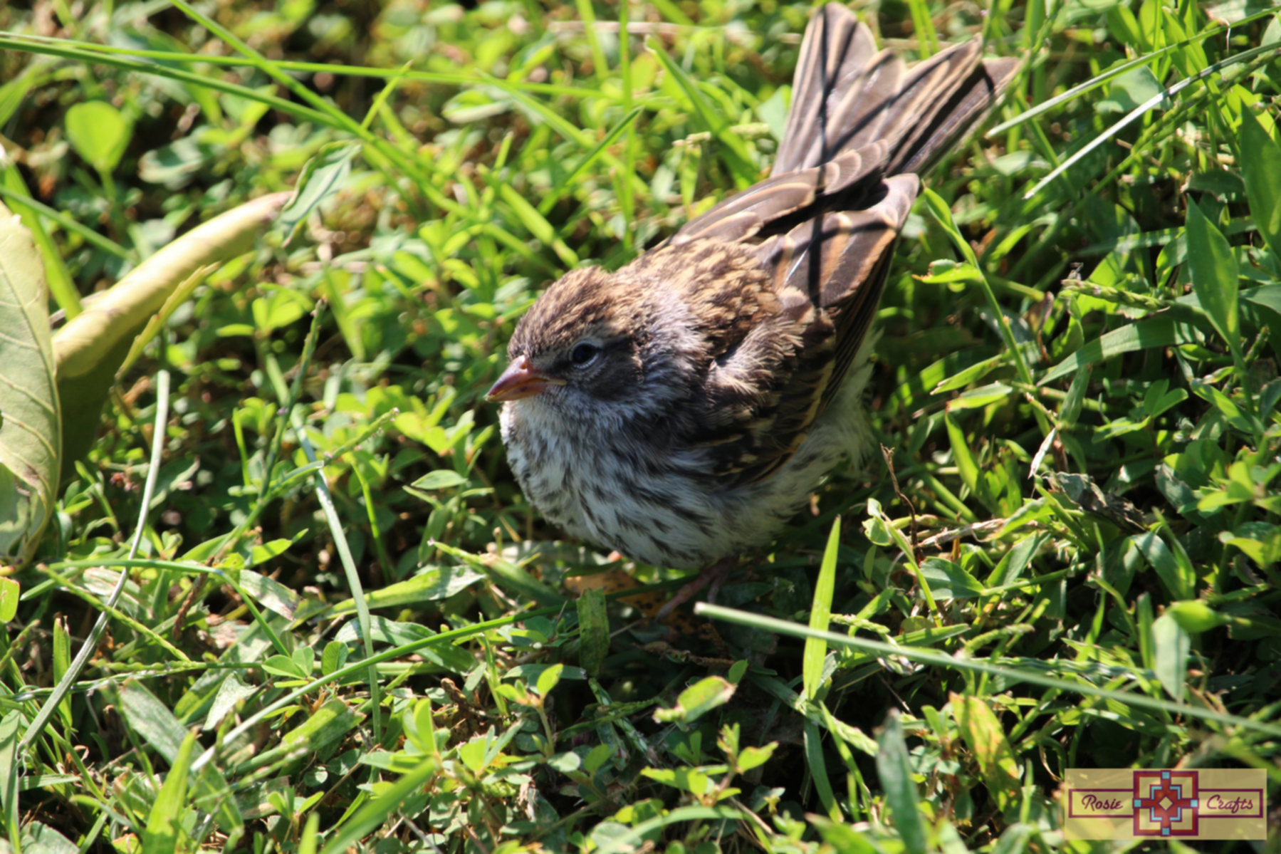 Rosie Crafts Female Chipping Sparrow Bird Photography