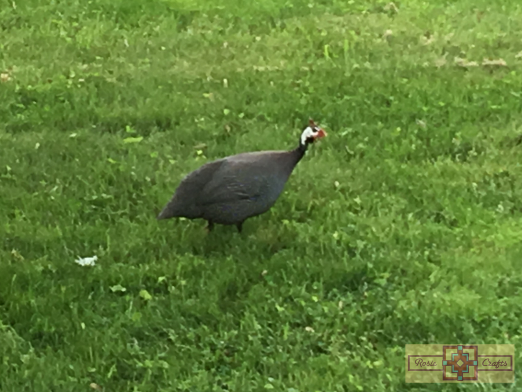 Rosie Crafts Guineafowl Photography