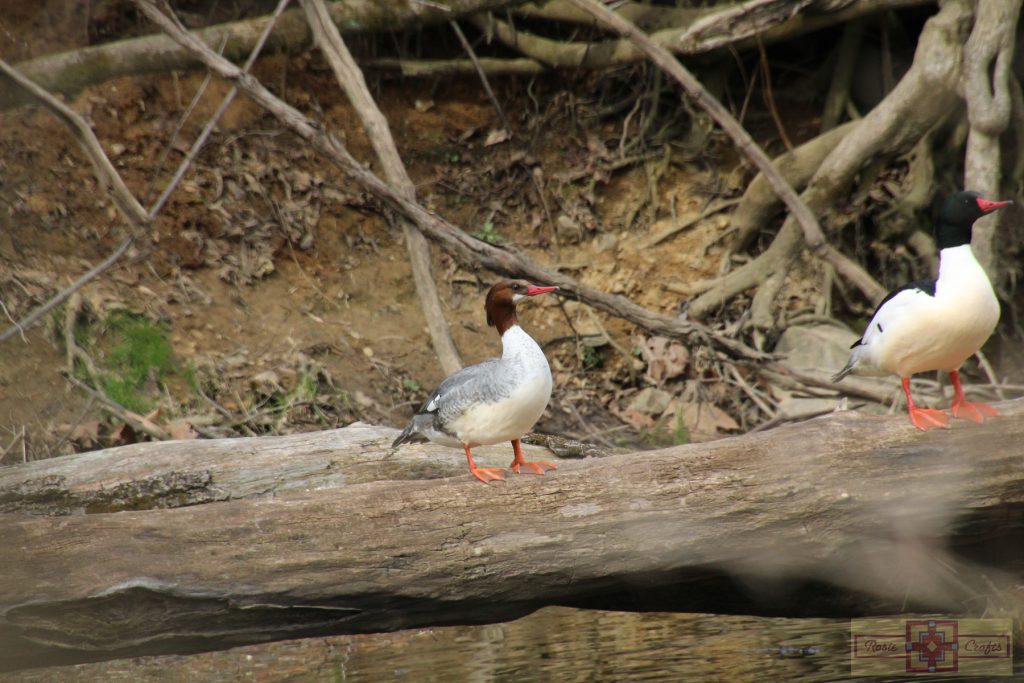 Rosie Crafts Female and Male Common Merganser Duck Photography