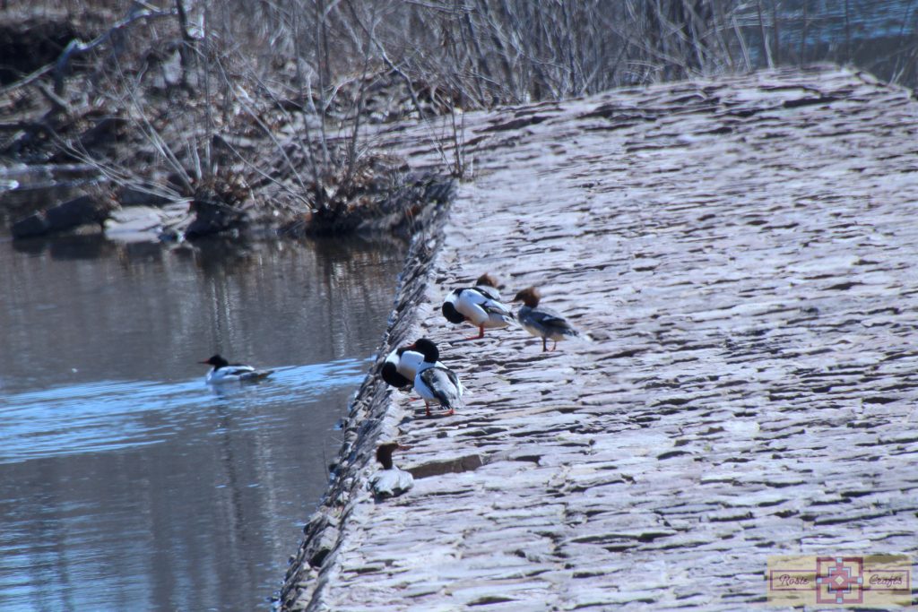 Rosie Crafts Female and Male Common Merganser Duck Photography