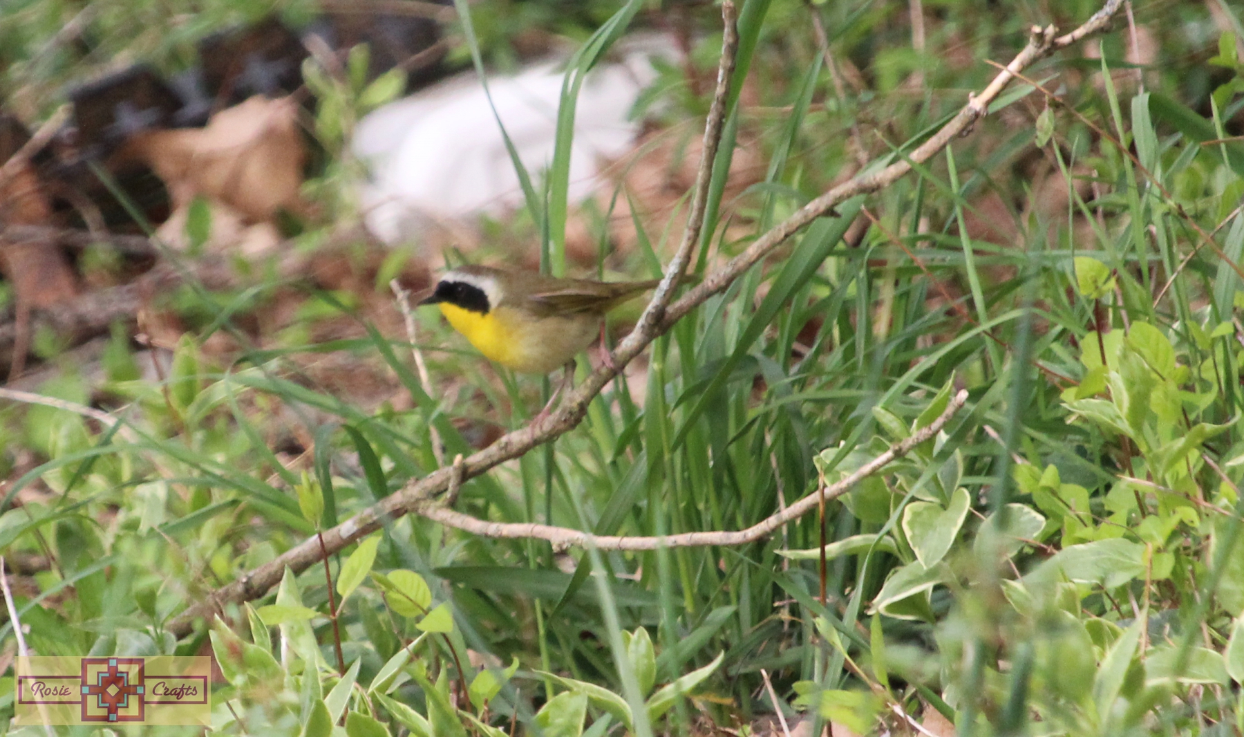 Rosie Crafts Common Male Yellowthroat Bird Photography